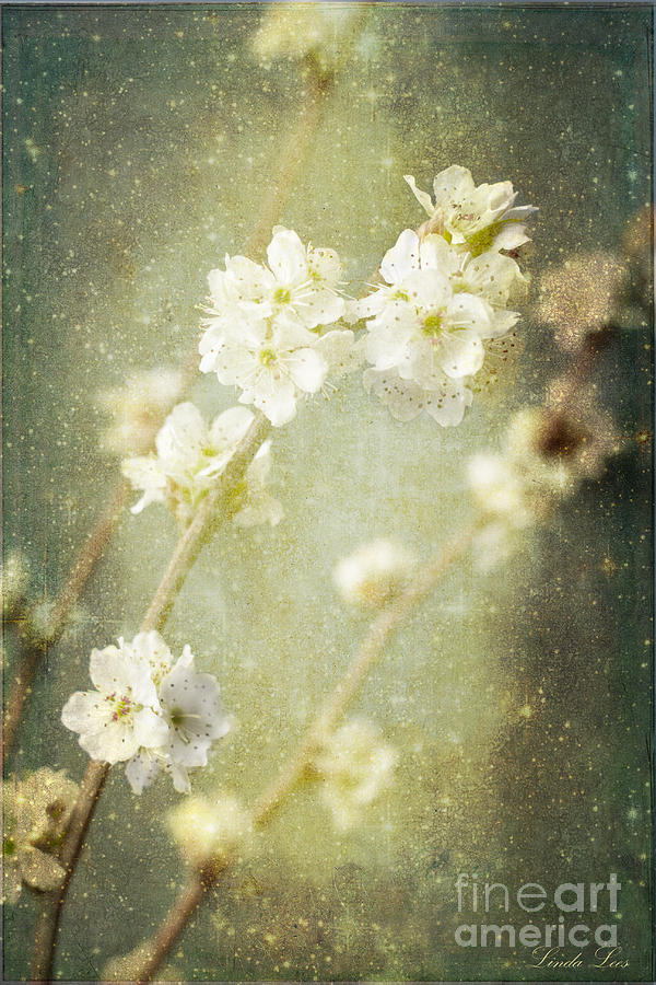 Flower Photograph - Springs Enchantment by Linda Lees