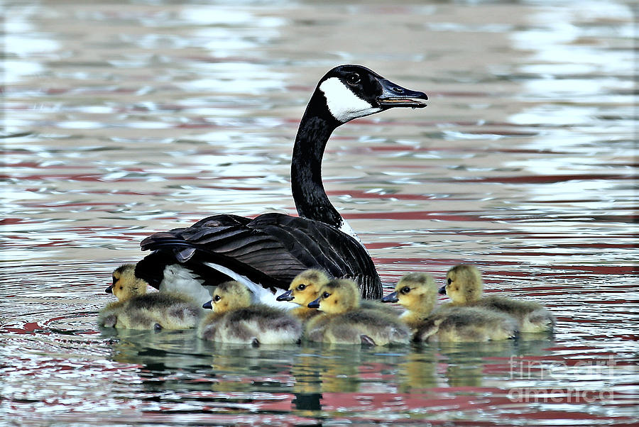 Spring Photograph - Springs First Goslings by Elizabeth Winter