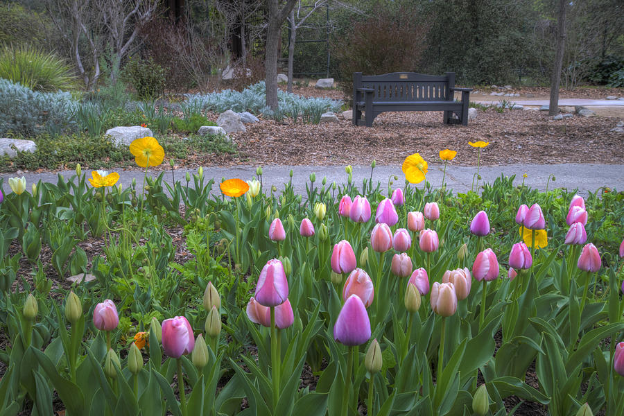 Springs First Tulips Photograph by Lynn Bauer