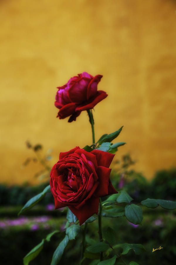 Rose Photograph - Springs Magic by Madeline Ellis
