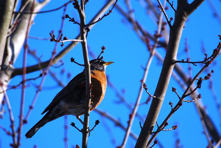 Bird Photograph - Springs Robin by Linda  Barone