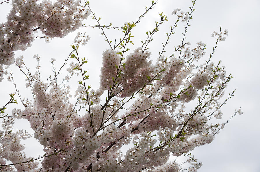 Springtime Abundance - Gently Pink Cherry Blossoms Photograph by Georgia Mizuleva
