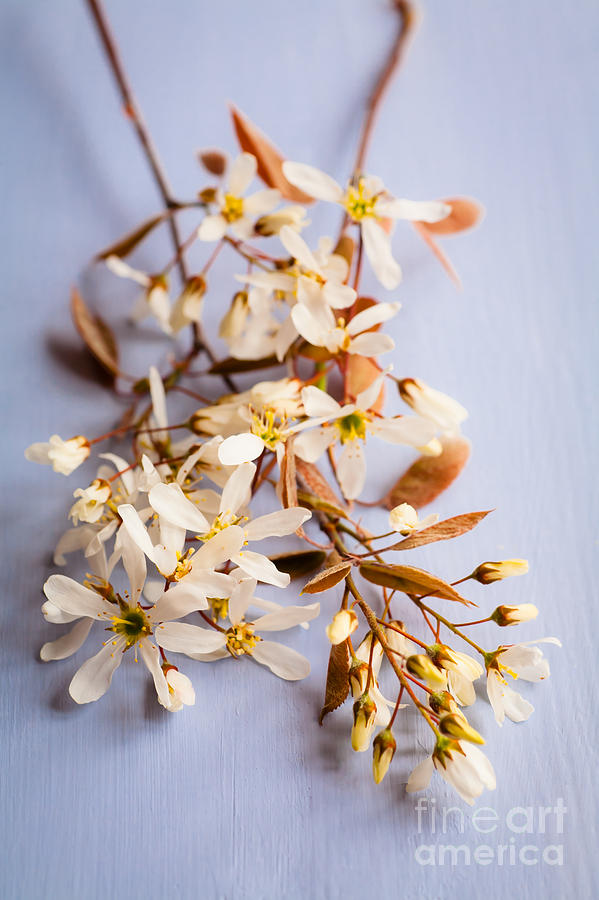 Spring Photograph - Springtime Amelanchier Blossom by Jan Bickerton
