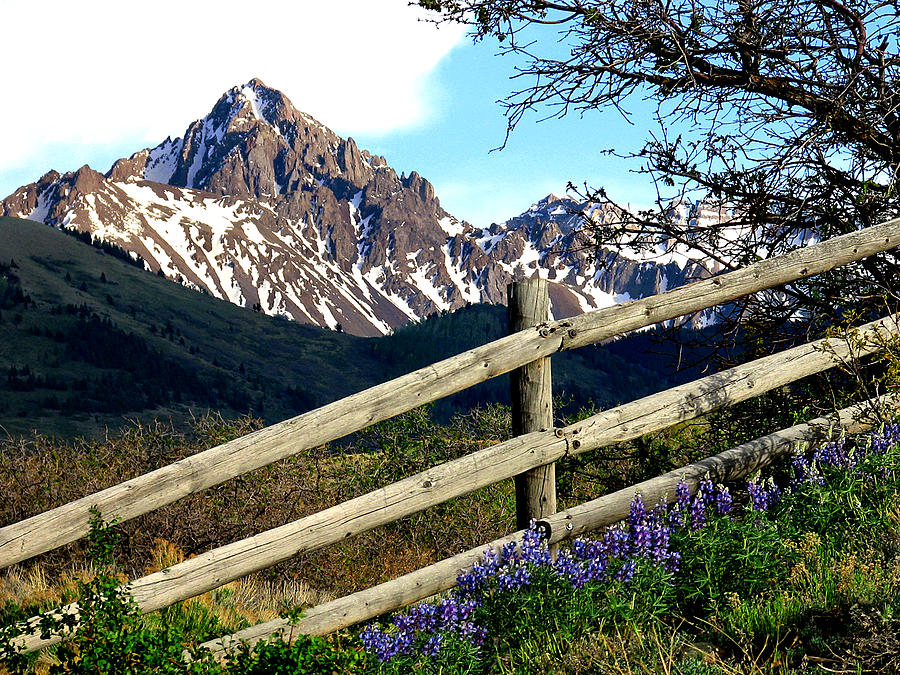 Springtime at Dallas Divide Photograph by Rick Wicker