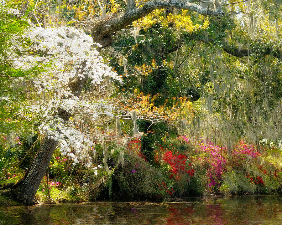 Springtime at Magnolia Gardens Photograph by Carol Eade