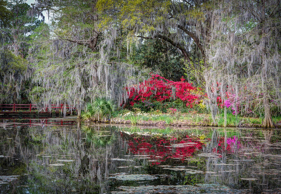 Springtime at Magnolia Plantation 15 #1 Photograph by Walt  Baker
