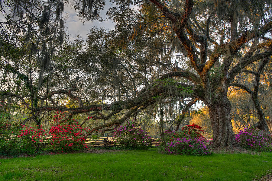 Springtime at Magnolia Plantation 18 Photograph by Walt  Baker
