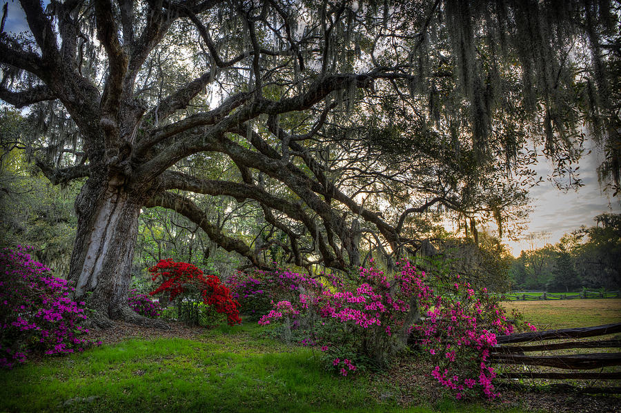 Nature Photograph - Springtime at Magnolia Plantation 20 by Walt  Baker