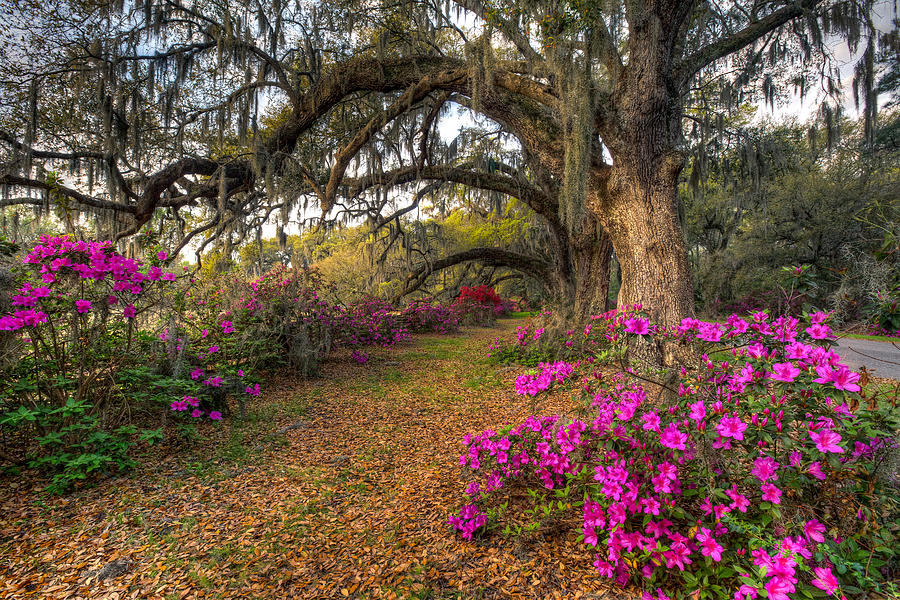 Springtime at Magnolia Plantation 21 Photograph by Walt  Baker