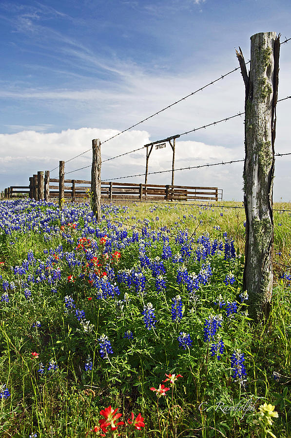 Springtime at the Ranch Photograph by Cheri Randolph