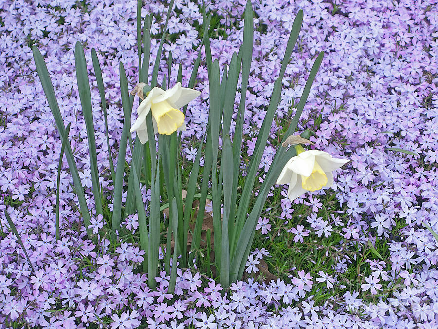 Springtime Beauties Photograph by Ann Horn