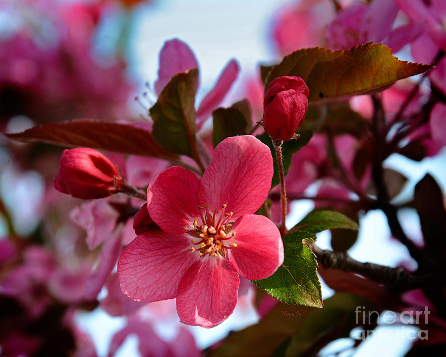 Springtime Beauty Photograph by Nava Thompson