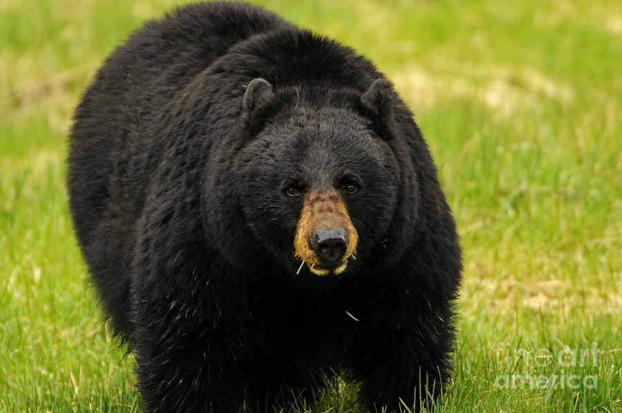 Springtime Black bear Photograph by Richard Brady