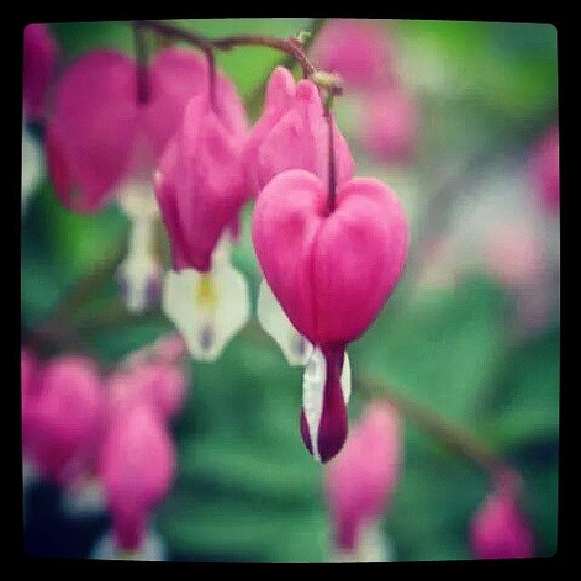 Love Photograph - #springtime #bleedingheart #love by Auntie M