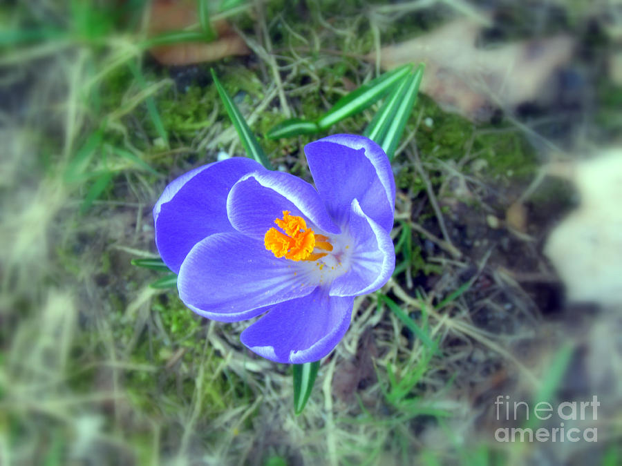 Spring Photograph - Springtime Bloom by Elizabeth Dow