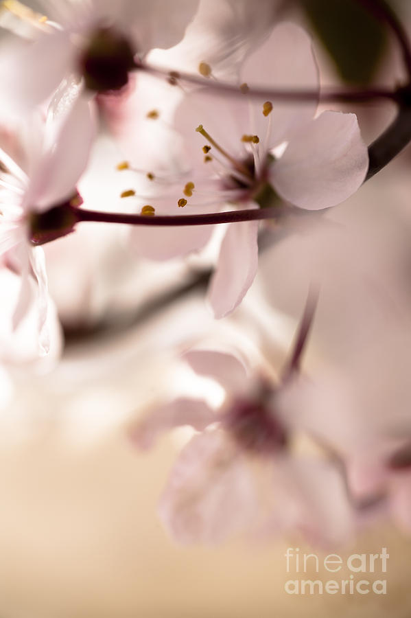 Springtime Blossom Photograph by Jan Bickerton