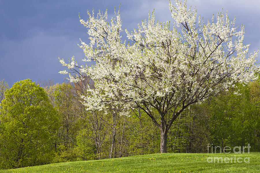 Springtime Blossoms Photograph by Alan L Graham
