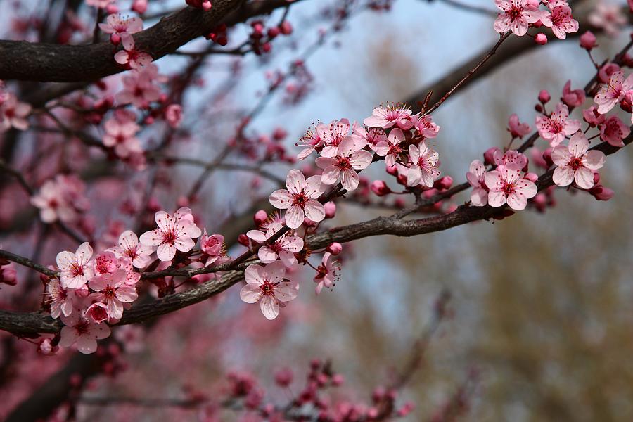 Springtime blossoms Photograph by Lynn Hopwood