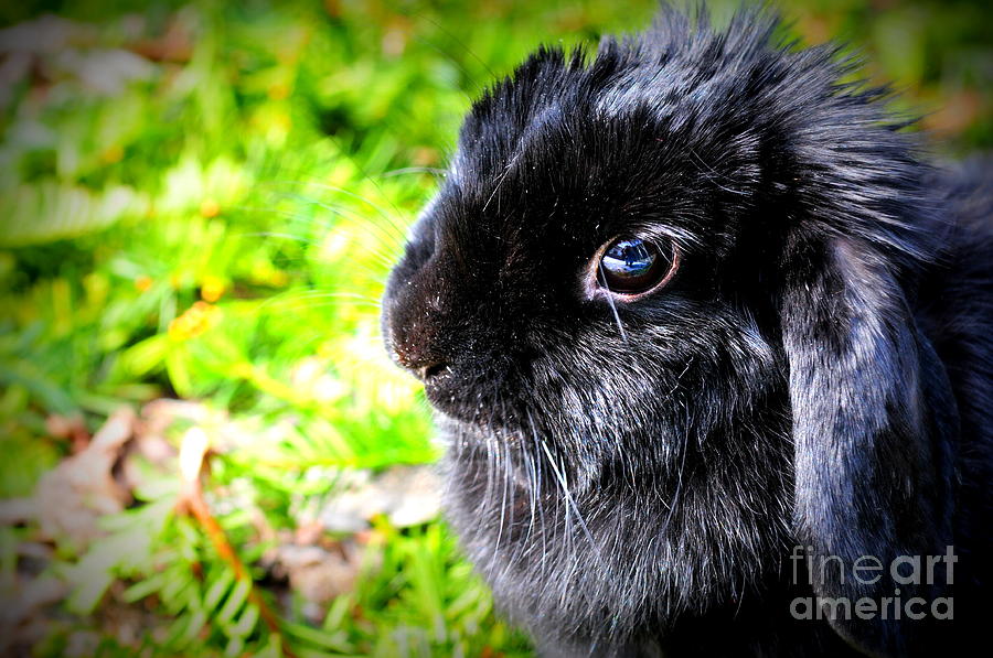 Spring Photograph - Springtime Bunny by Sophia Elisseeva