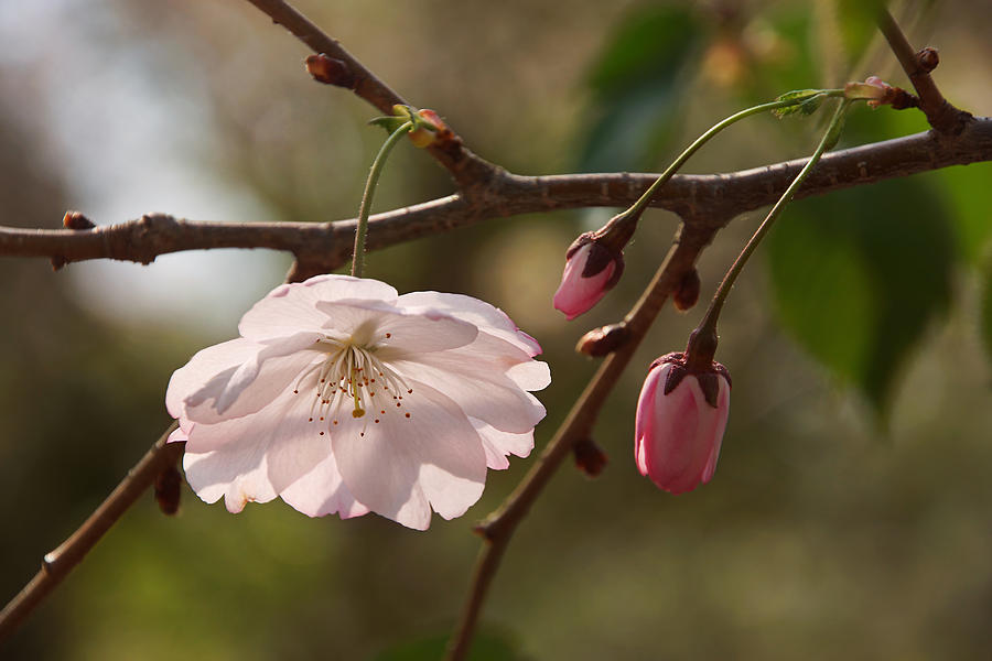 Springtime Cherry Blossoms 3 Photograph by Leda Robertson