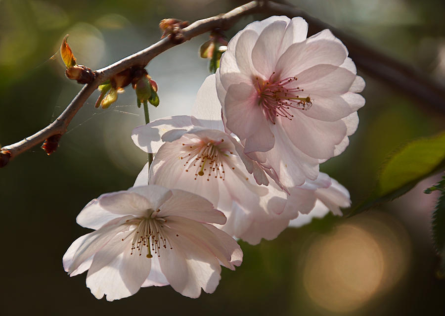 Springtime Cherry Blossoms Photograph by Leda Robertson