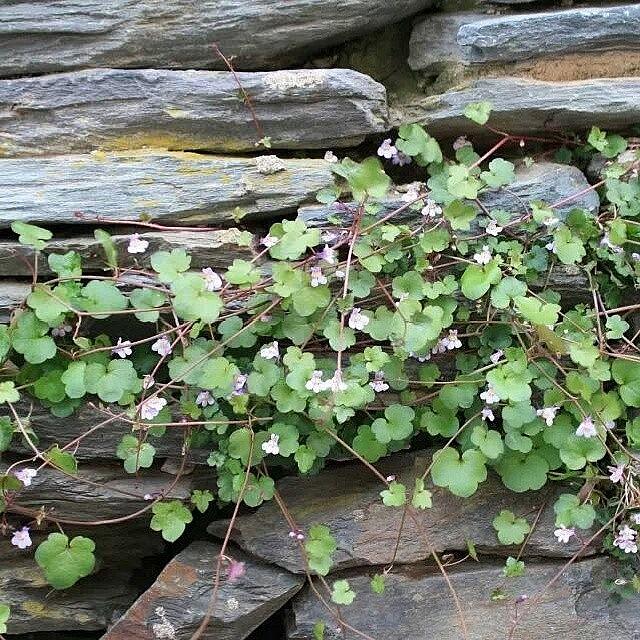 Clover Photograph - #springtime #clover Harpers Ferry by Auntie M