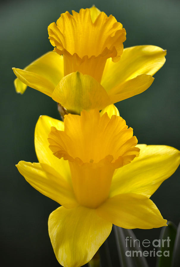 Springtime Daffodils Photograph by Deb Halloran