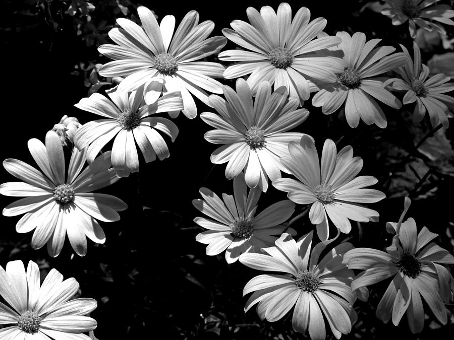 Springtime Daisys Photograph by Susan Duda