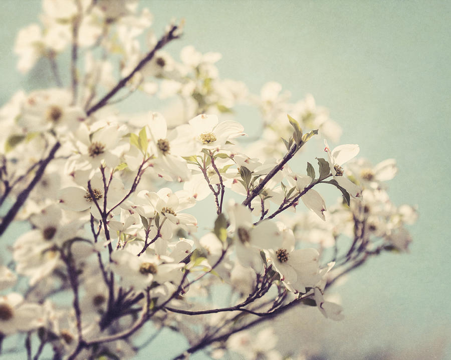 Flower Photograph - Springtime Dogwood by Lisa R