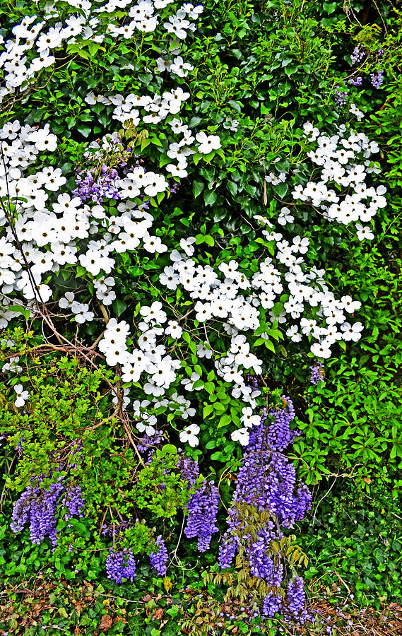 Springtime - Dogwoods and Wisteria  002 Photograph by George Bostian