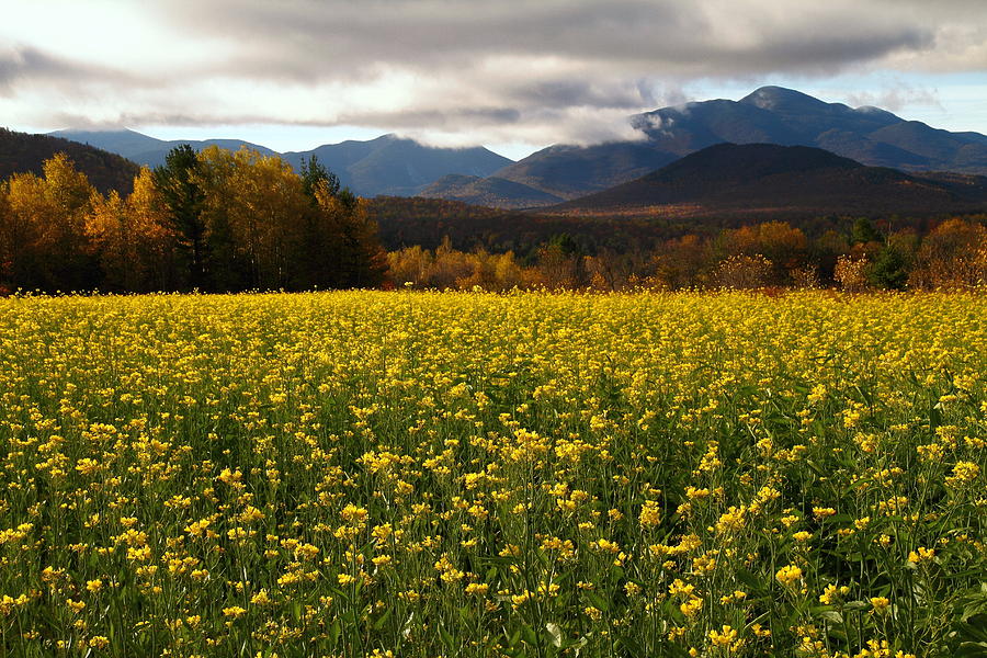 Springtime during autumn in the Adirondacks Photograph by Jetson Nguyen