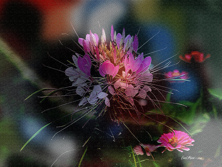 Flower Photograph - Springtime by Ericamaxine Price