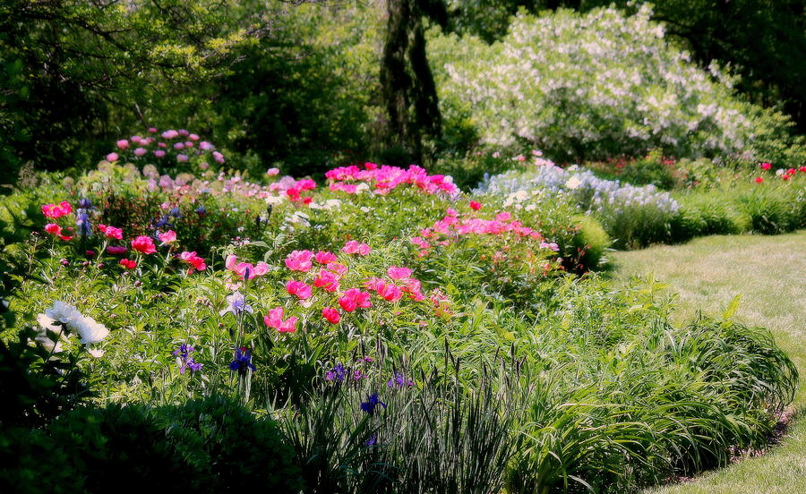 Iris Photograph - Springtime Garden Delights by Rosanne Jordan