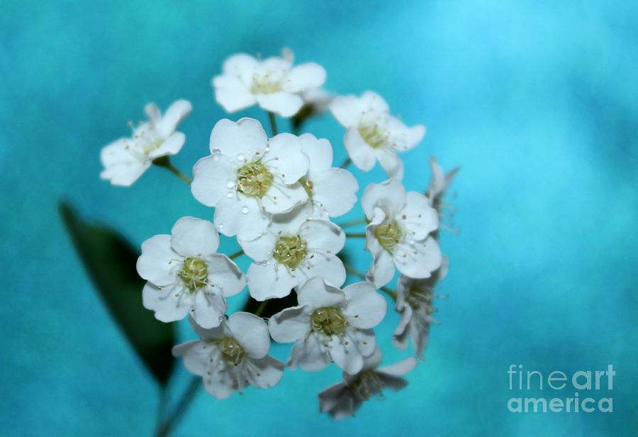 Flower Photograph - Springtime Gift by Krissy Katsimbras