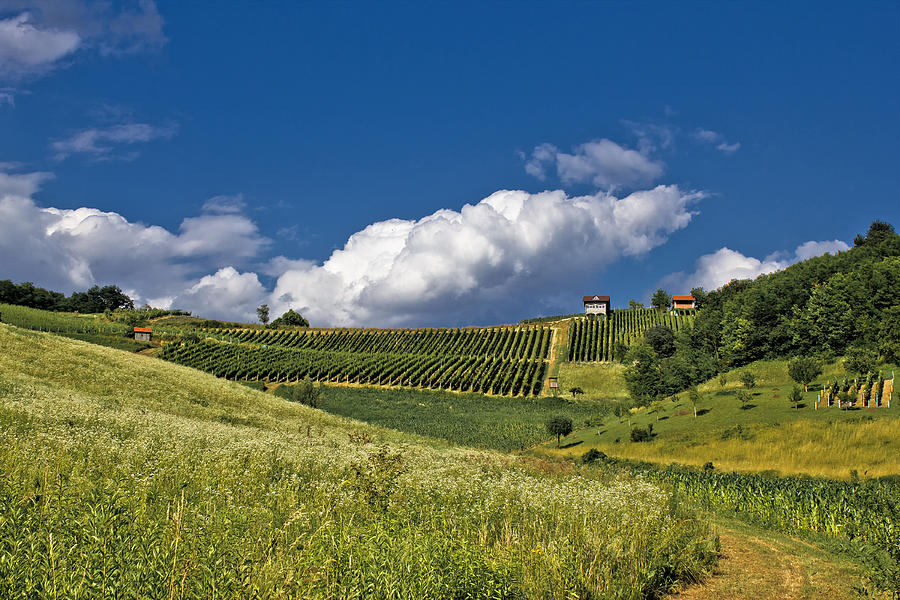 Springtime green idyllic hill with vineyard Photograph by Brch Photography