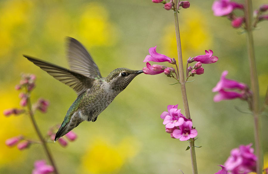 Springtime Hummingbird  Photograph by Saija Lehtonen