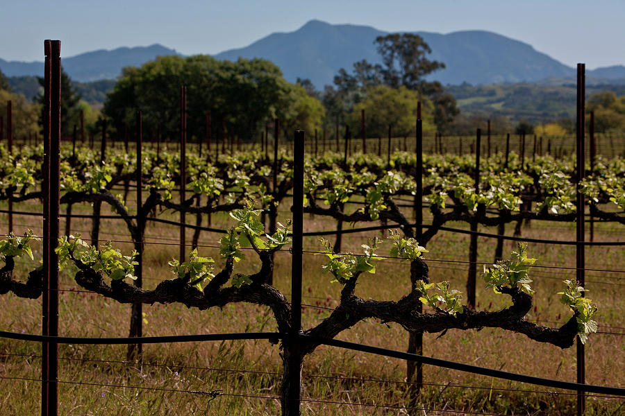Springtime In California Wine Country Photograph by George Rose