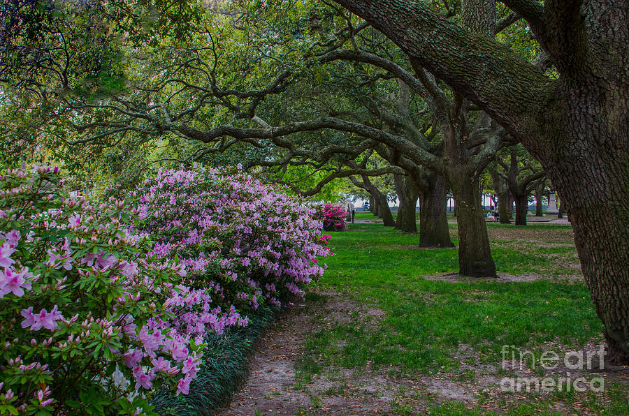 Springtime in Charleston Photograph by Dale Powell