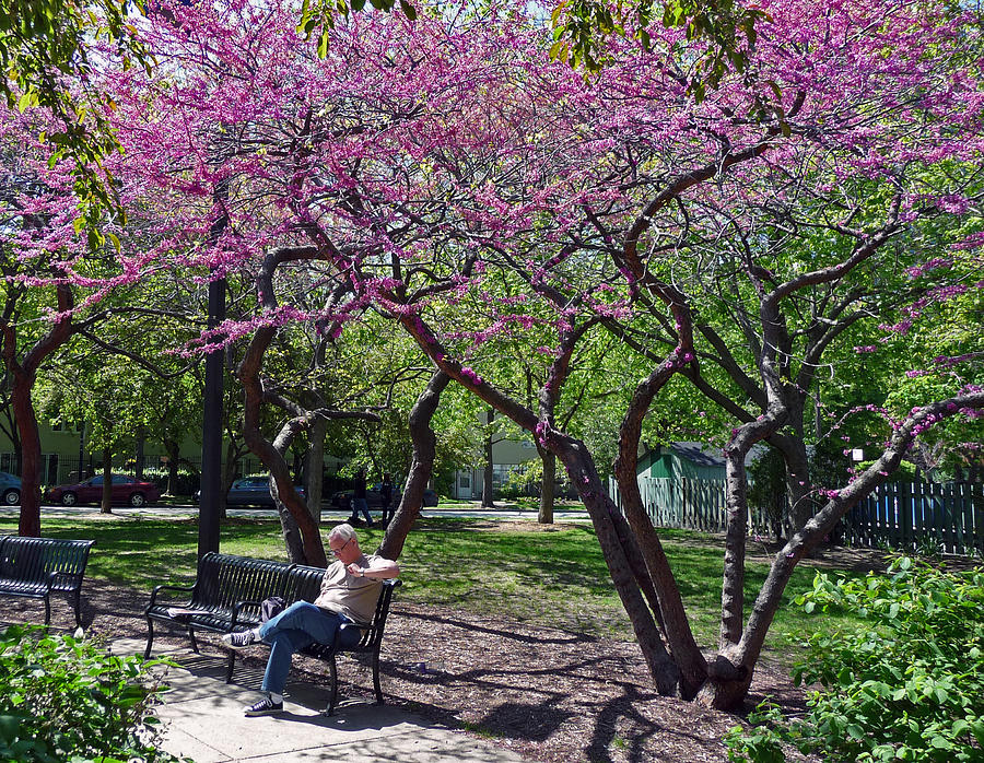 Springtime in Chicago Park Photograph by Ginger Wakem