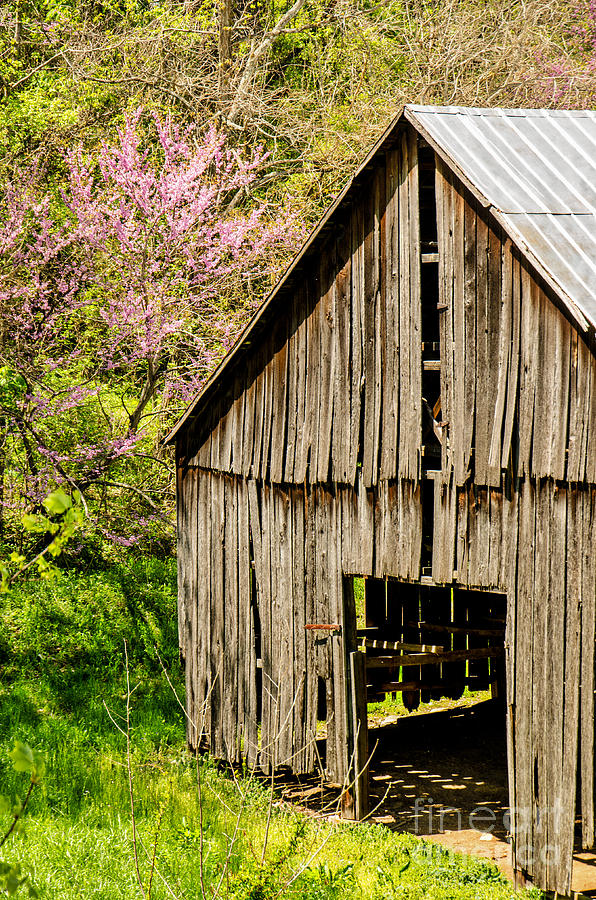 Springtime In Kentucky Photograph by Mary Carol Story