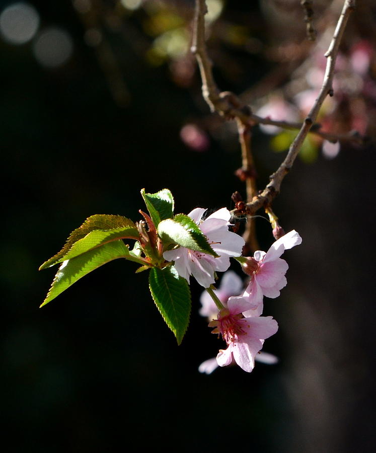 Springtime in Napa CA Photograph by Dean Ferreira