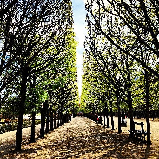 Paris Photograph - Springtime in Palais Royal gardens by Louise Chester