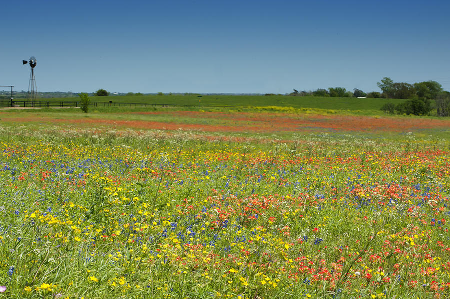 Springtime in Texas 2 Photograph by Stephen Anderson