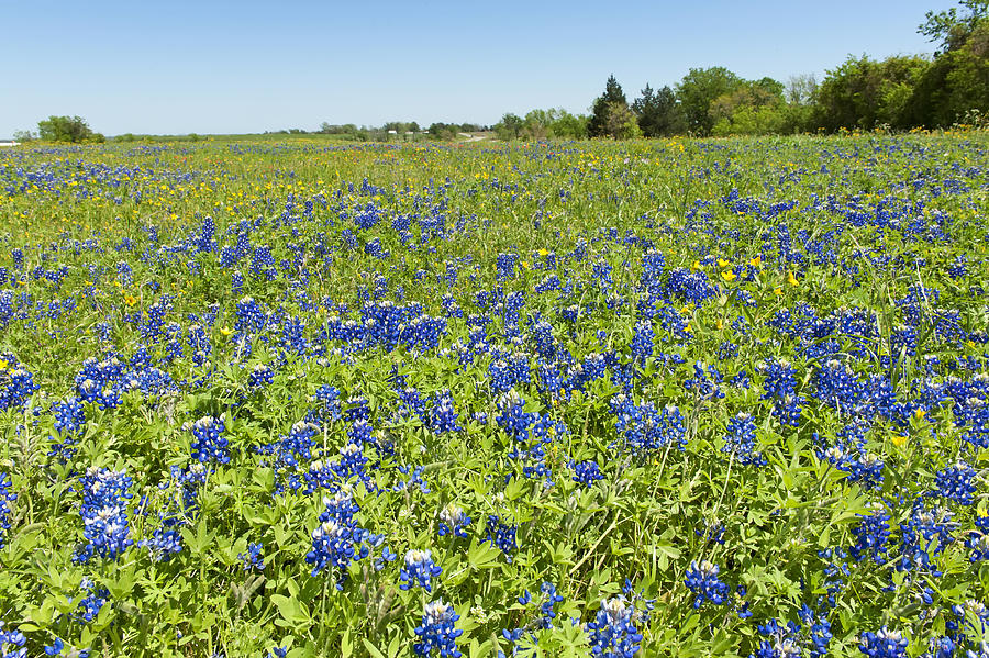 Springtime in Texas 4 Photograph by Stephen Anderson
