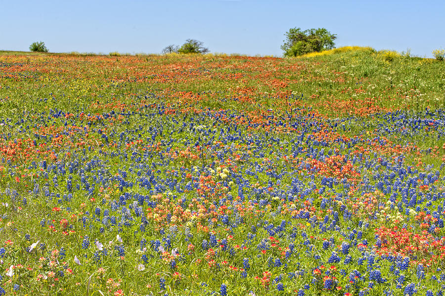 Springtime in Texas 5 Photograph by Stephen Anderson