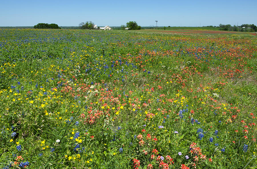 Springtime in Texas 6 Photograph by Stephen Anderson