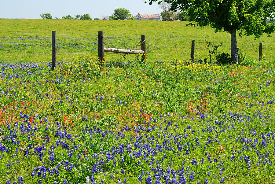 Springtime in Texas Photograph by Connie Fox