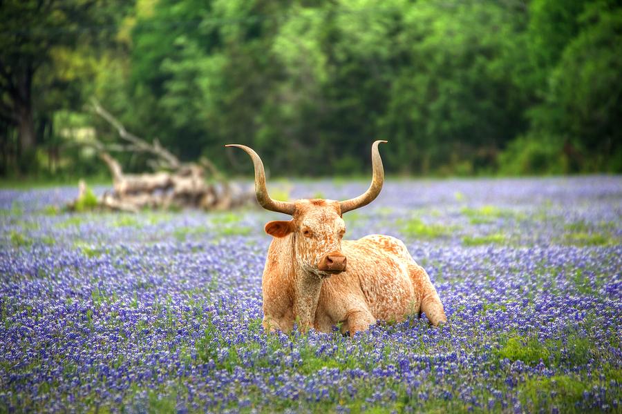 Springtime in Texas Photograph by Dave Files