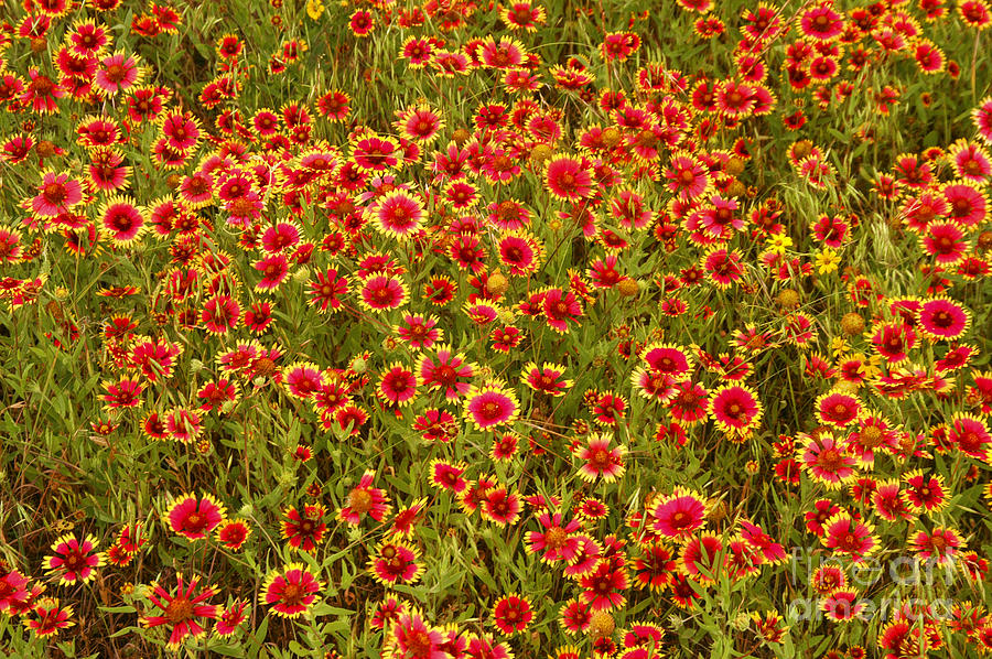 Flower Photograph - Springtime in Texas Hill Country by Bob Phillips
