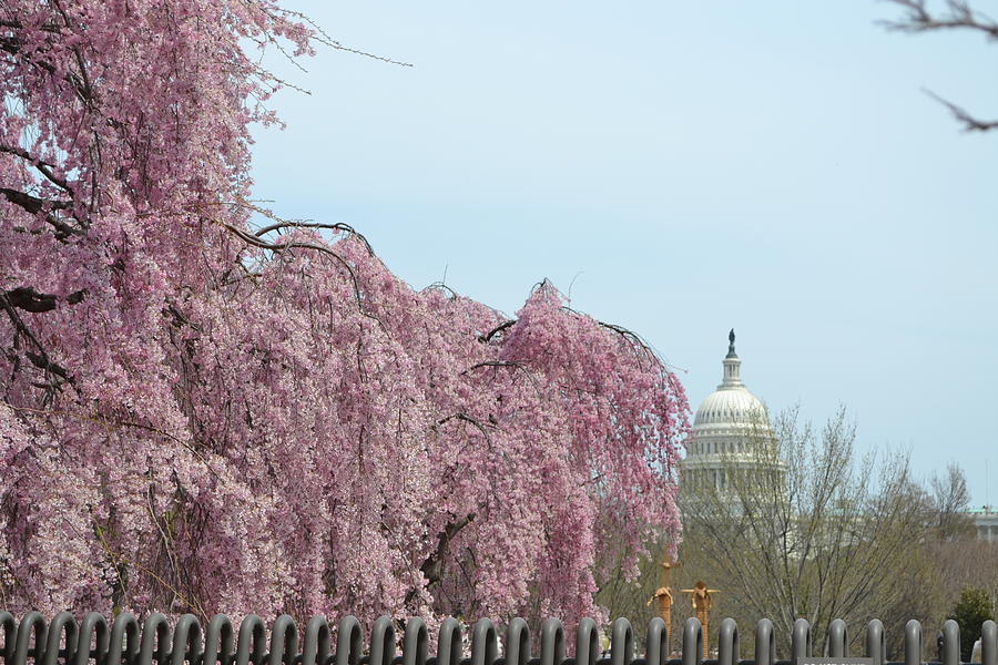 Springtime In Washington D C Photograph by George Bostian